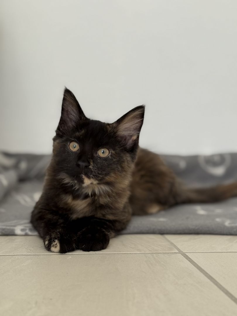 Reinrassige Maine-Coon Katze, sehr verschmust, in liebevolle Hände abzugeben