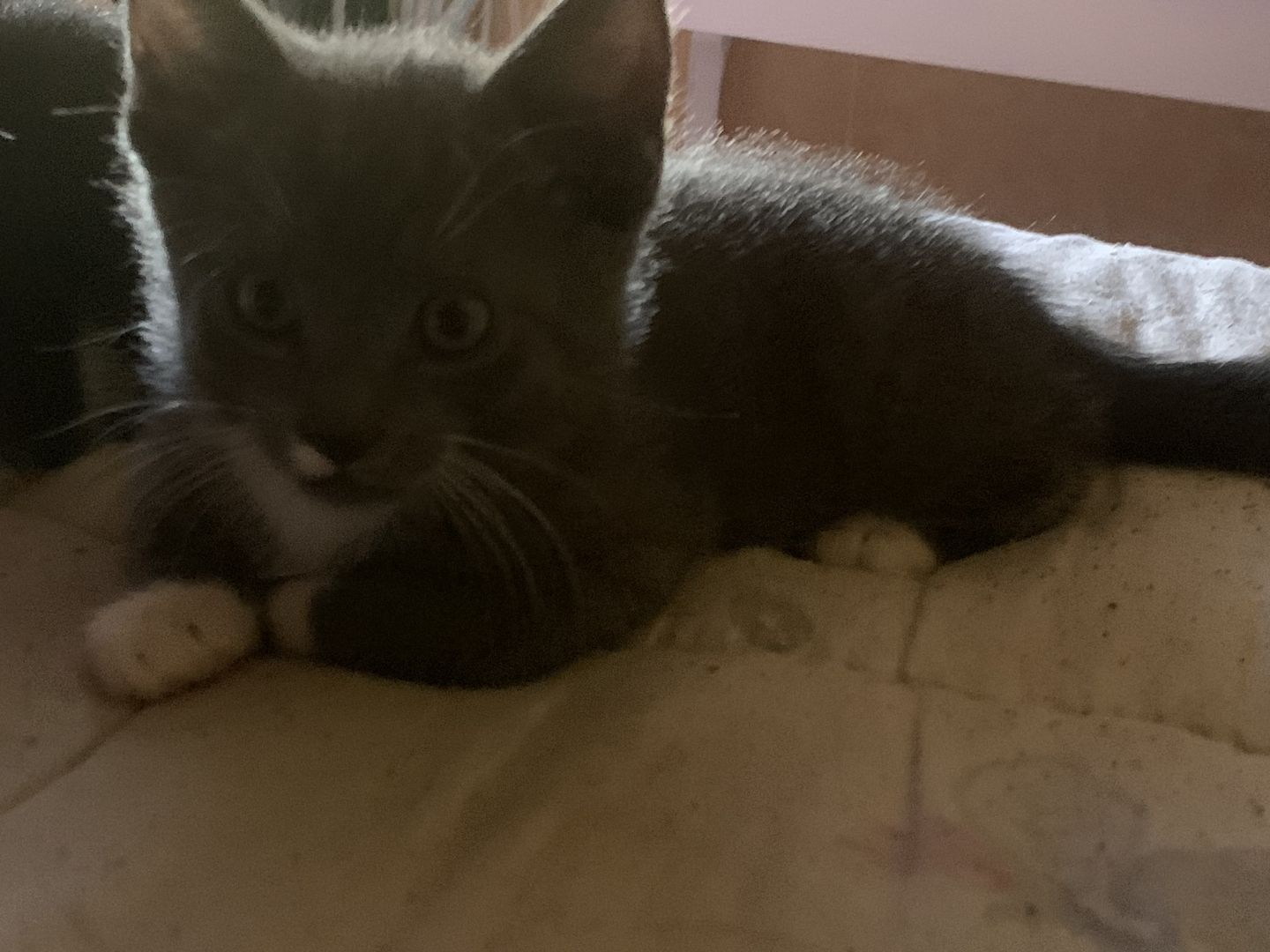 Dosenöffner gesucht