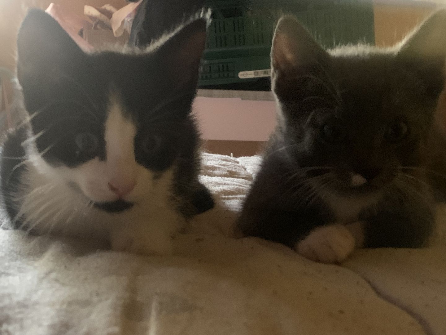 Dosenöffner gesucht