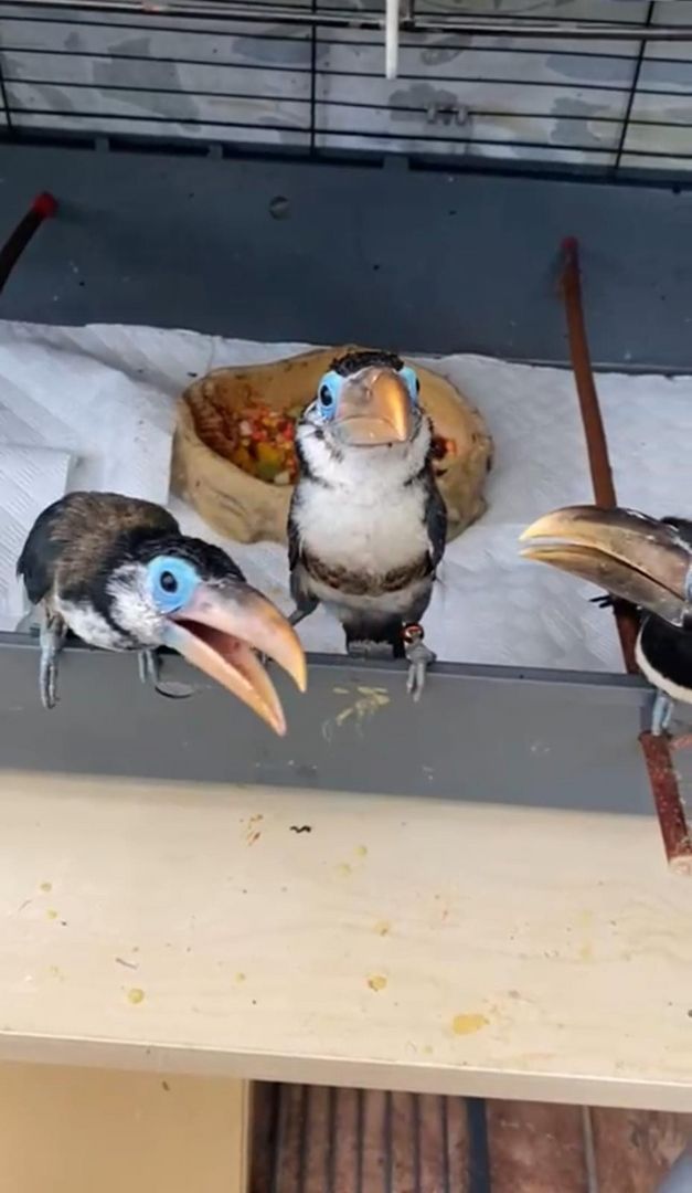 Pteroglossus beauharnaisii