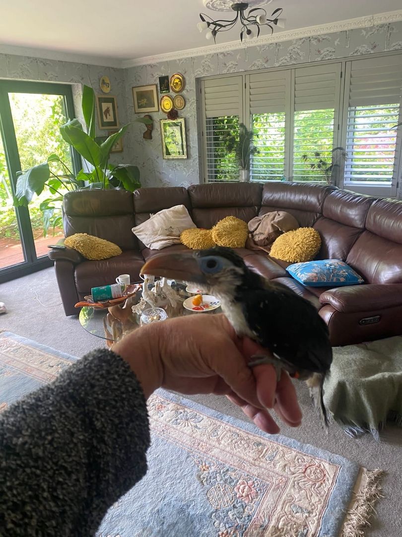 Pteroglossus beauharnaisii