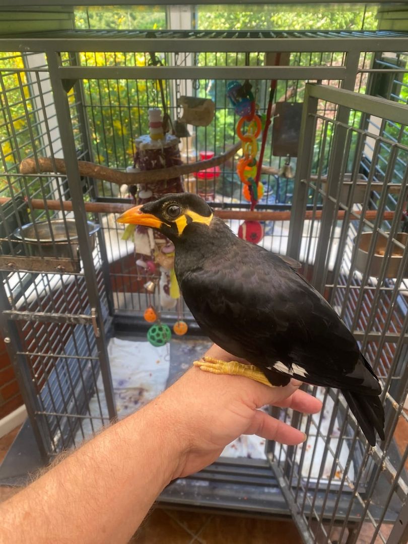 Acridotheres javanicus