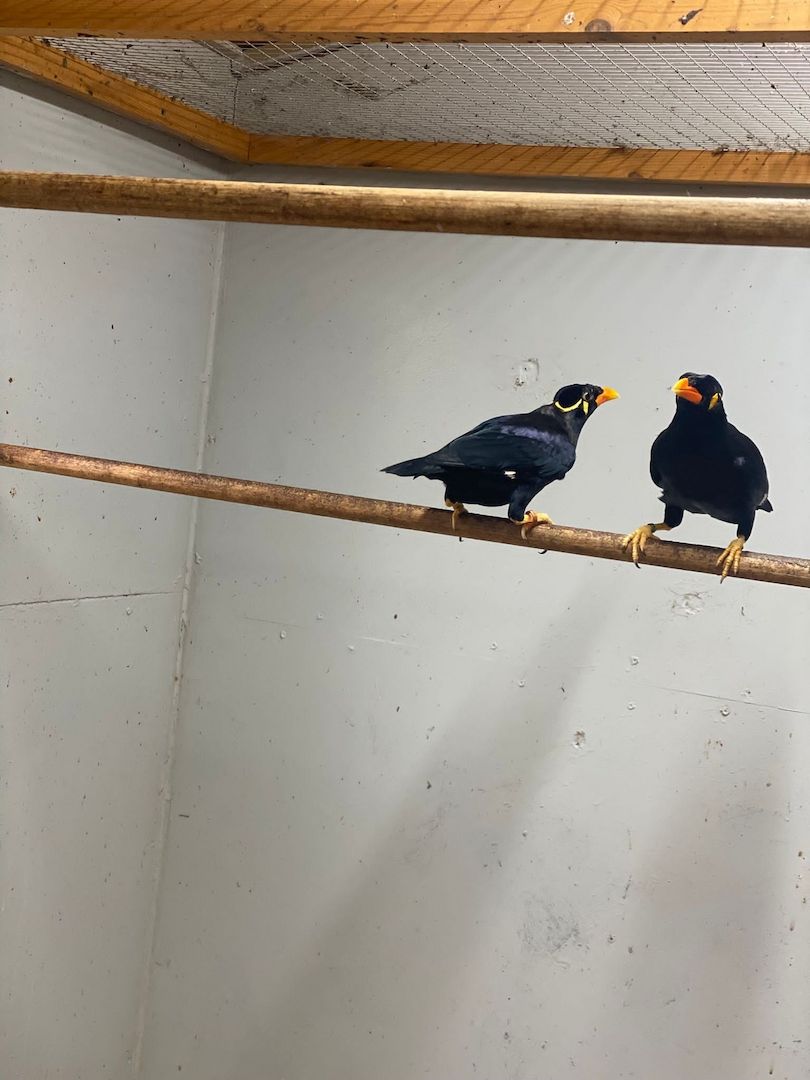 Acridotheres javanicus