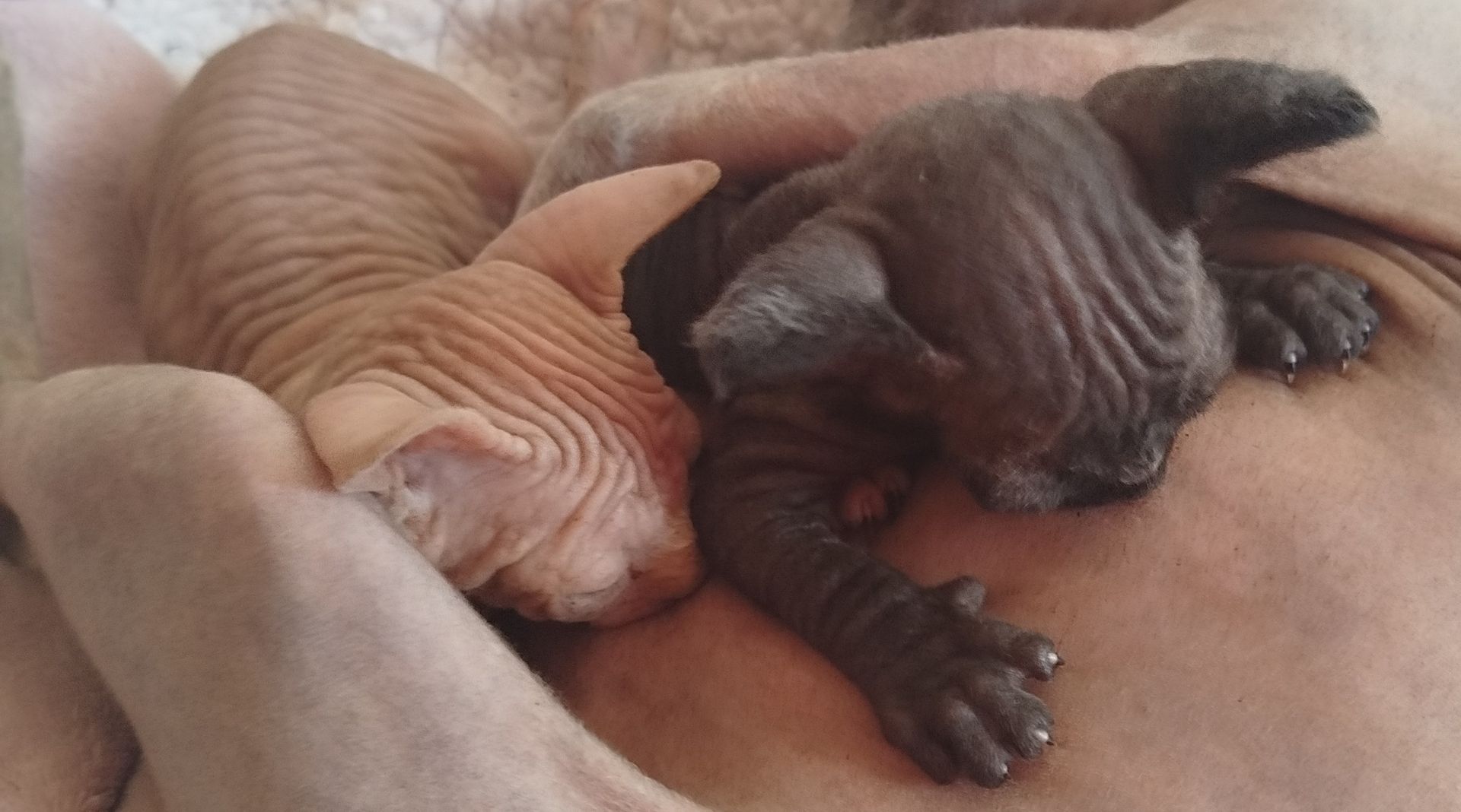 Nachwuchs ist da!! 2 Sphynx Kitten Junge und Mädchen.4 Wochen alt.Suchen liebevolles Zuhause.