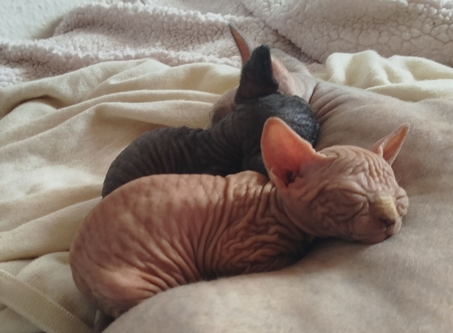 Nachwuchs ist da!! 2 Sphynx Kitten Junge und Mädchen.4 Wochen alt.Suchen liebevolles Zuhause.