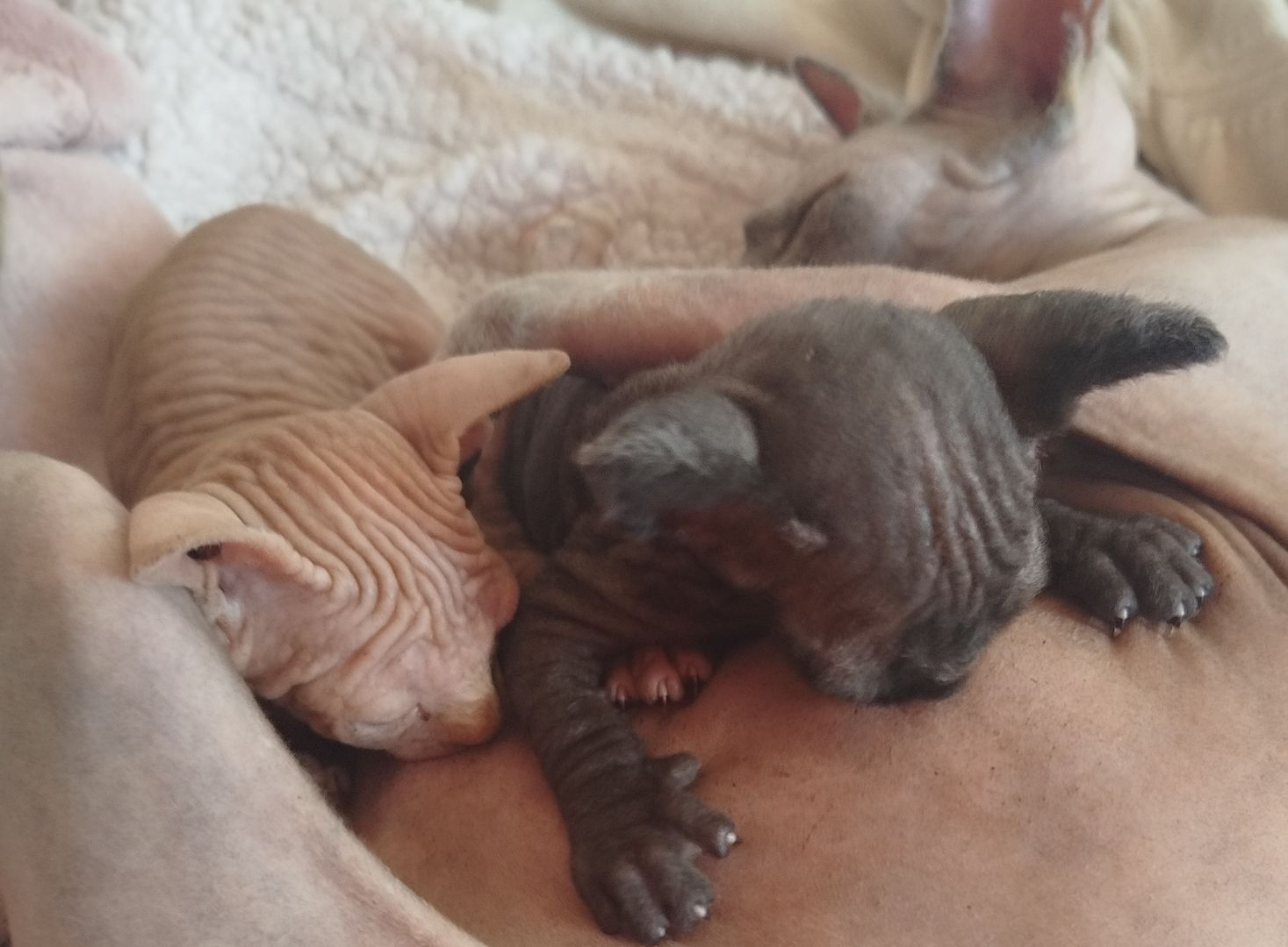 Nachwuchs ist da!! 2 Sphynx Kitten Junge und Mädchen.4 Wochen alt.Suchen liebevolles Zuhause.