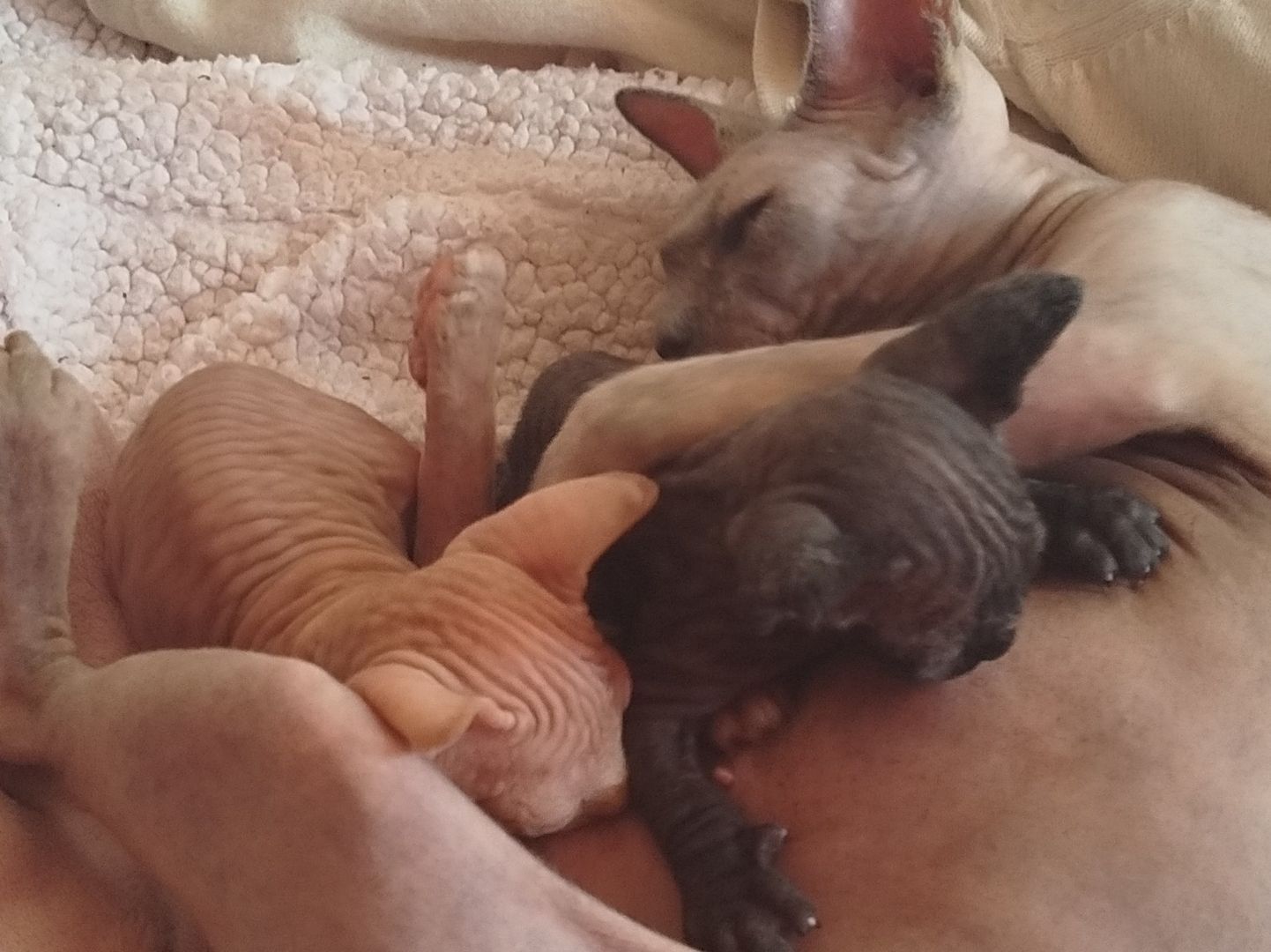 Nachwuchs ist da!! 2 Sphynx Kitten Junge und Mädchen.4 Wochen alt.Suchen liebevolles Zuhause.