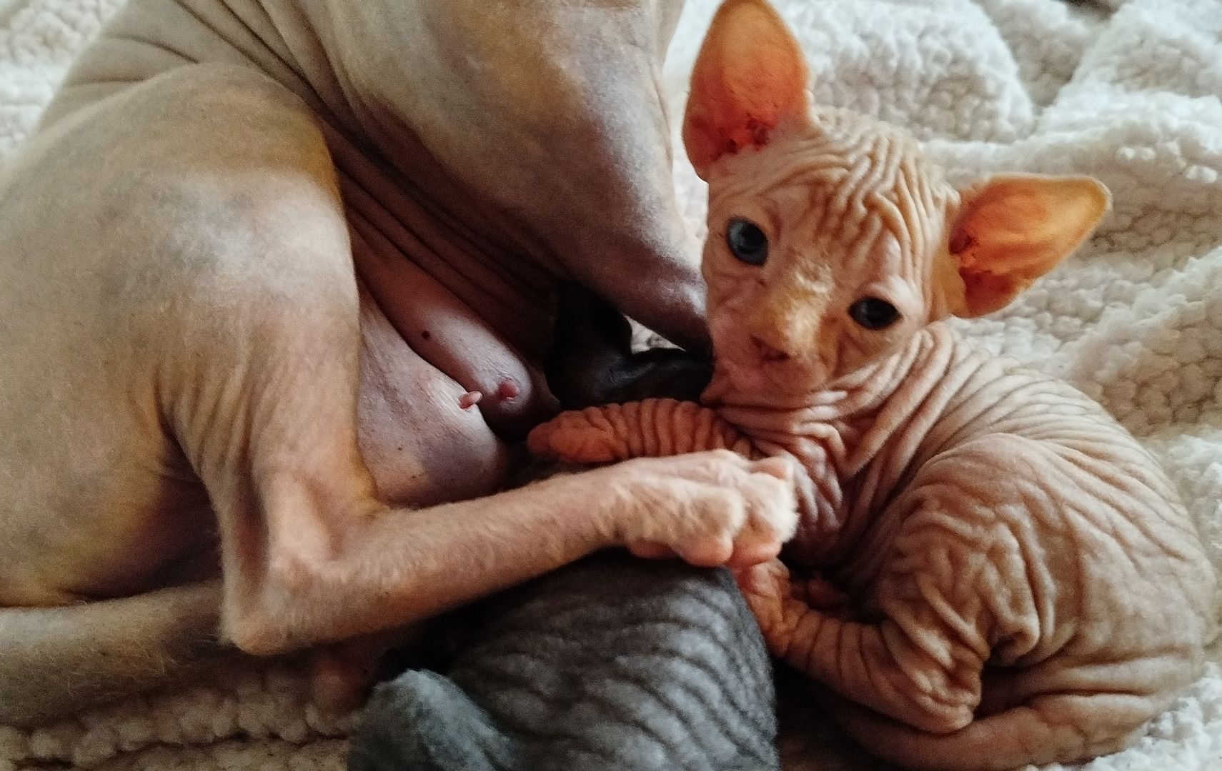 Nachwuchs ist da!! 2 Sphynx Kitten Junge und Mädchen.4 Wochen alt.Suchen liebevolles Zuhause.