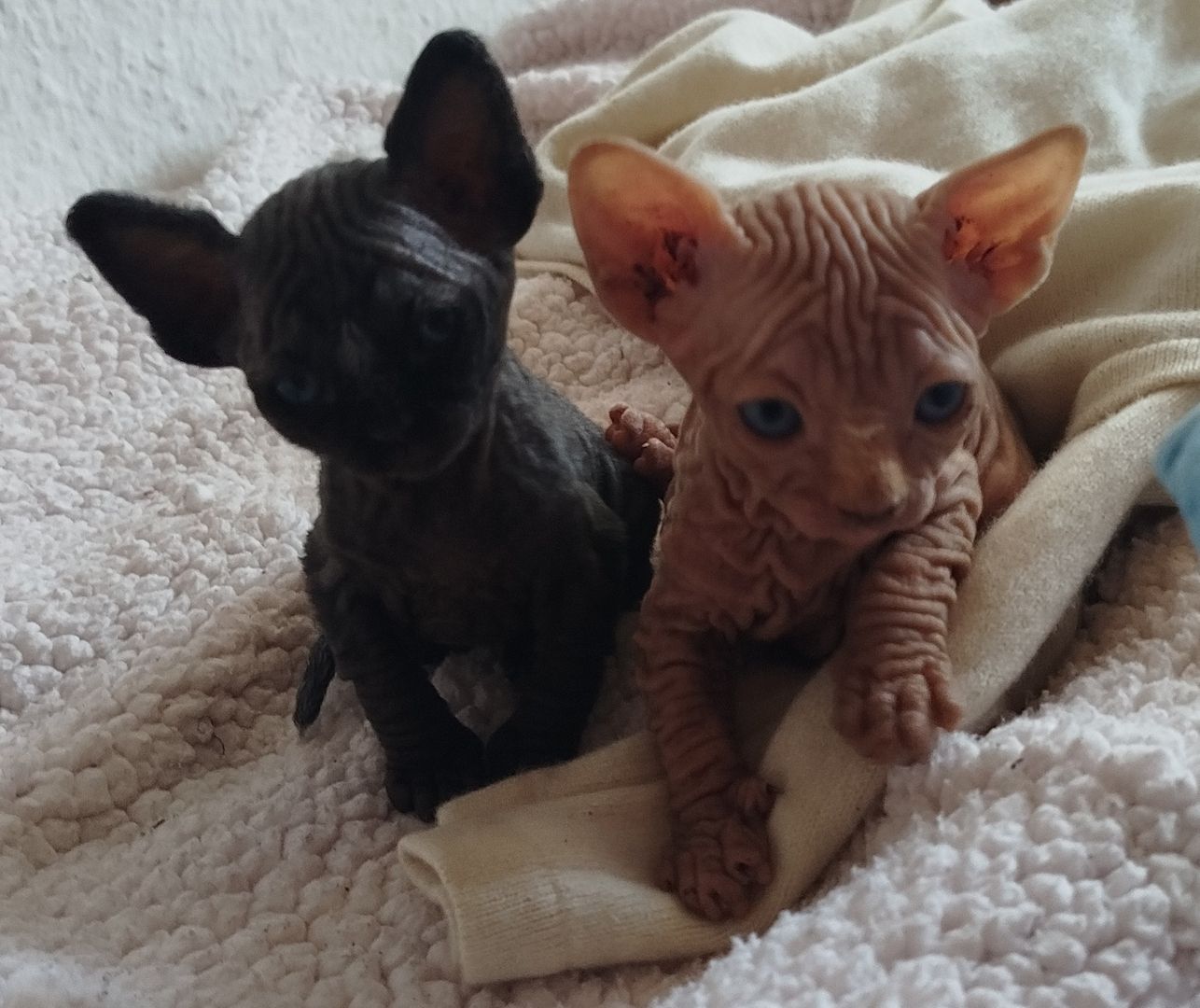 Nachwuchs ist da!! 2 Sphynx Kitten Junge und Mädchen.4 Wochen alt.Suchen liebevolles Zuhause.