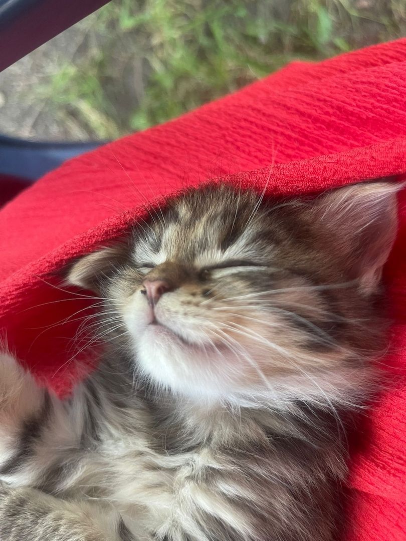 Maine Coone kitten Mix