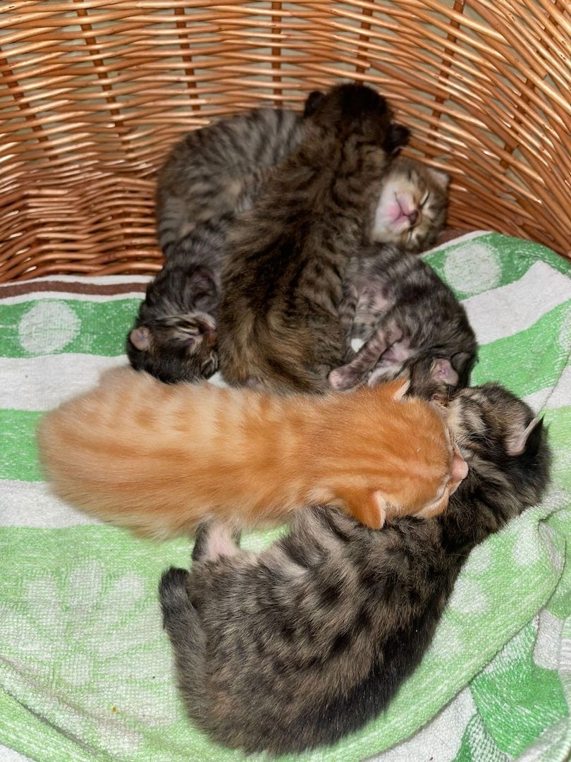 Maine Coone kitten Mix