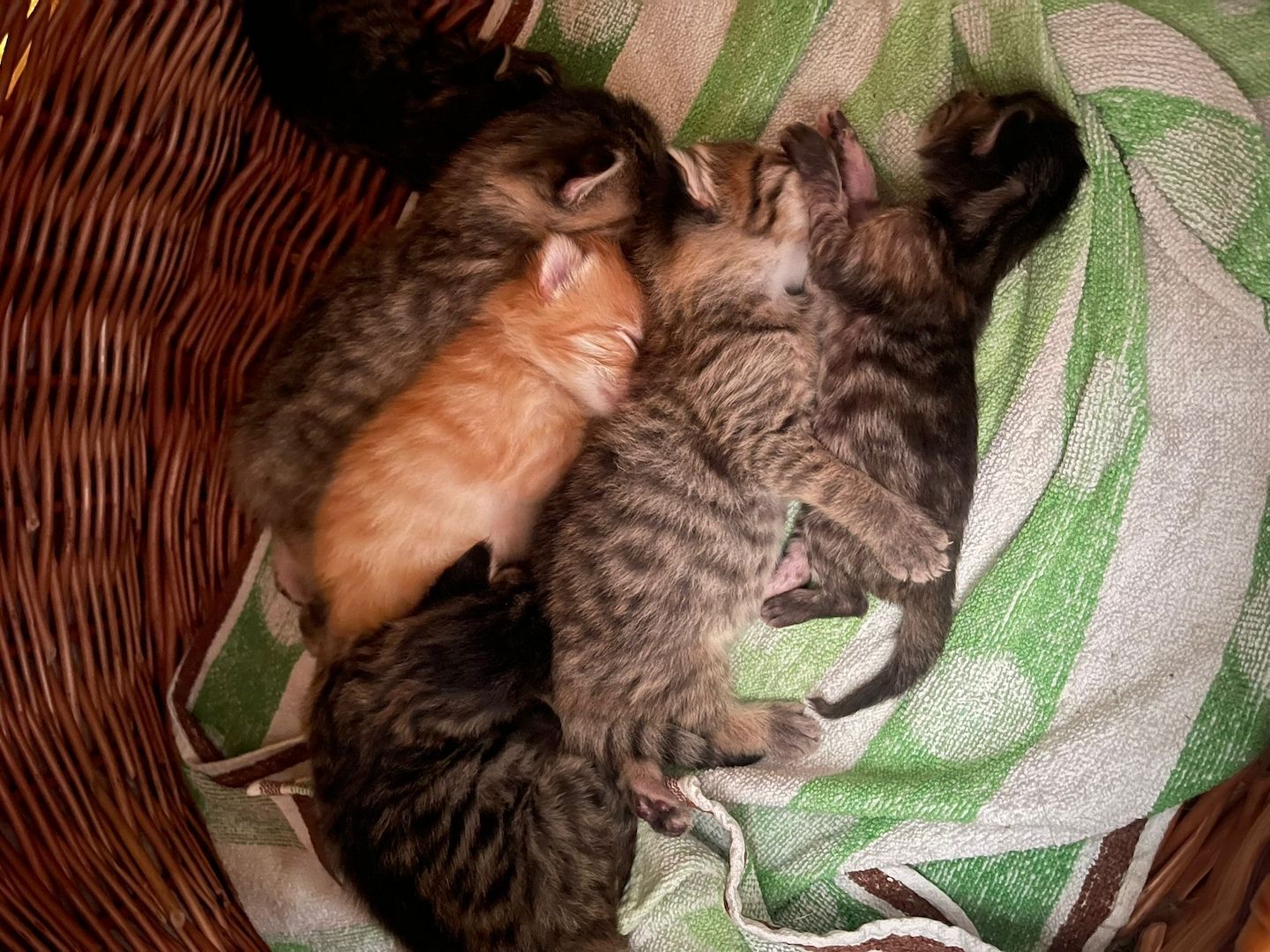 Maine Coone kitten Mix