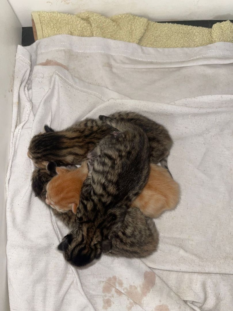 Maine Coone kitten Mix