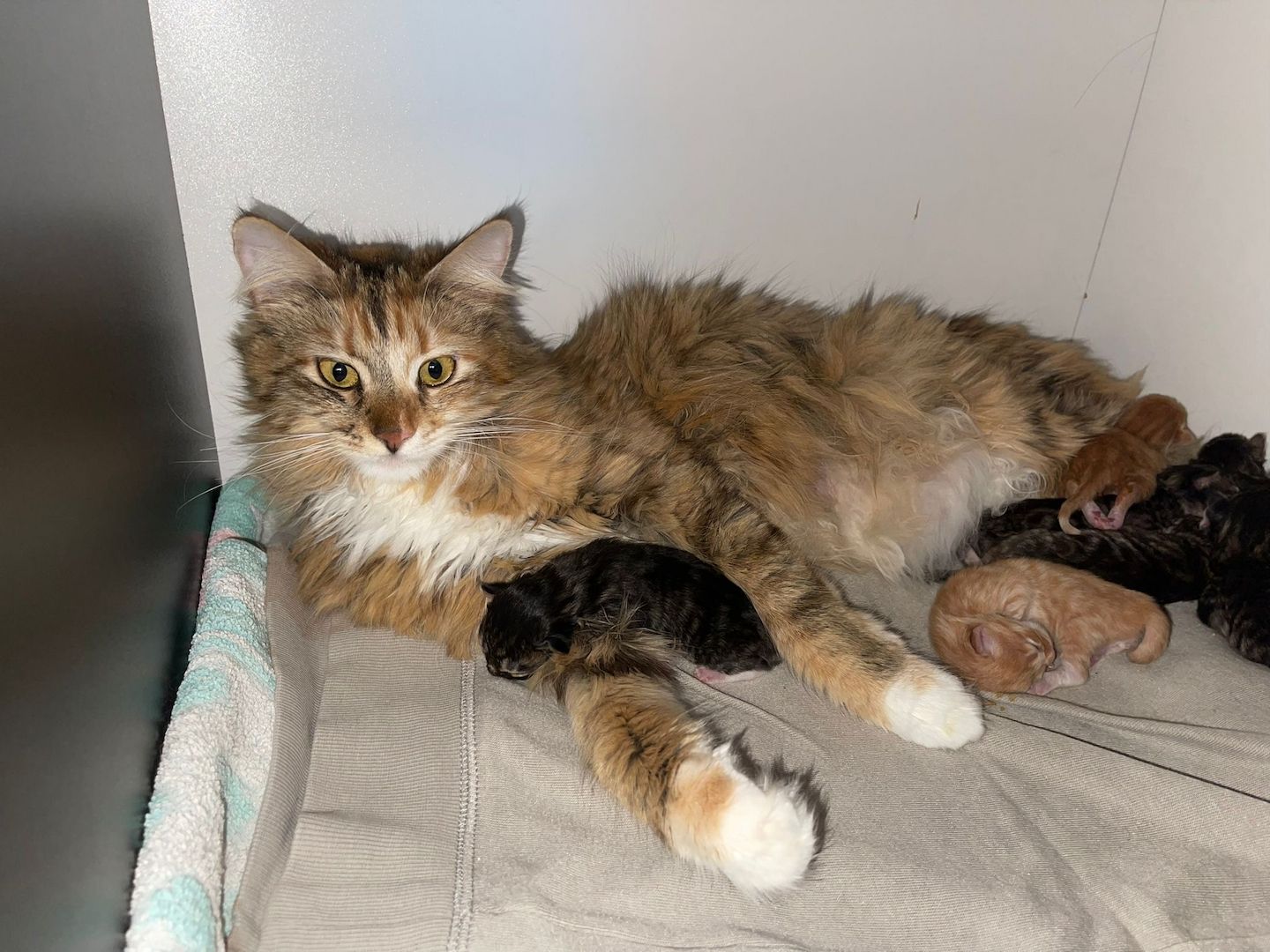 Maine Coone kitten Mix