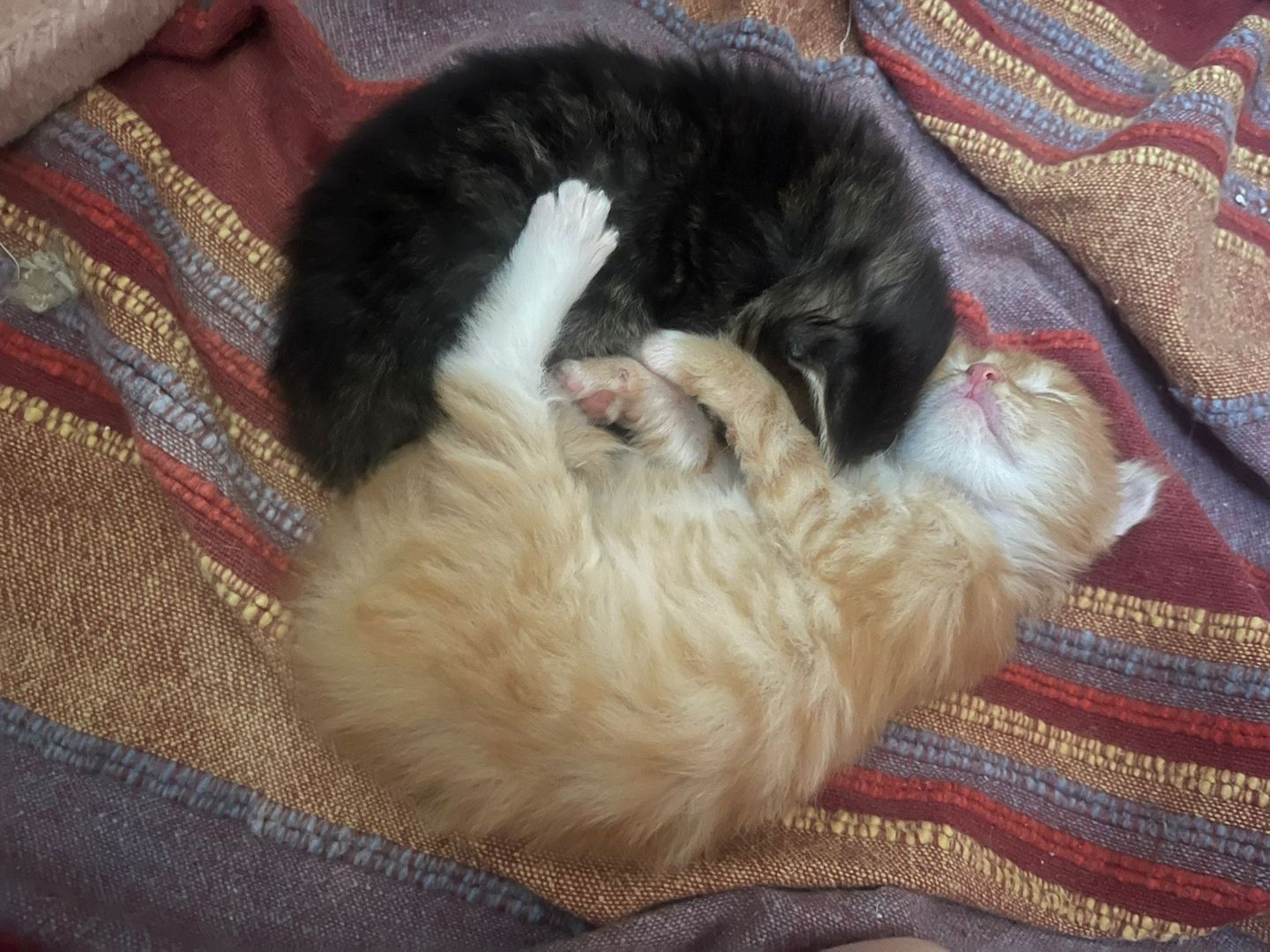 Maine Coone kitten Mix