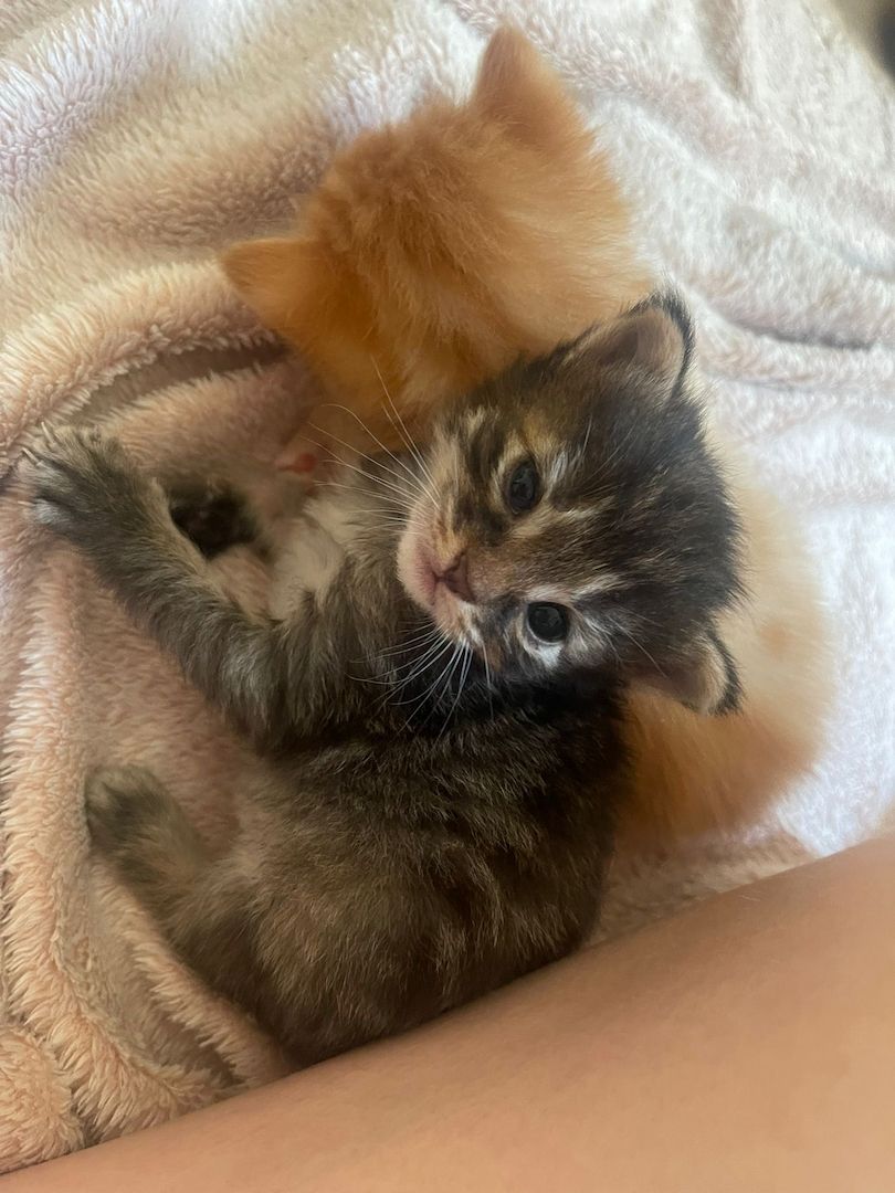 Maine Coone kitten Mix