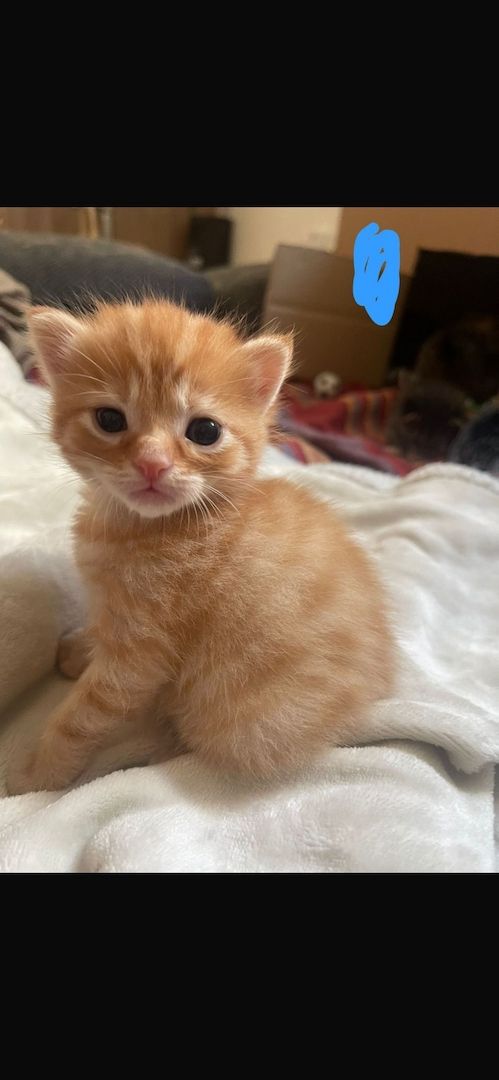 Maine Coone kitten Mix