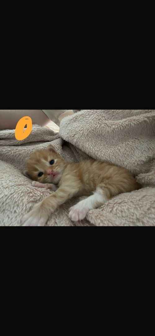 Maine Coone kitten Mix