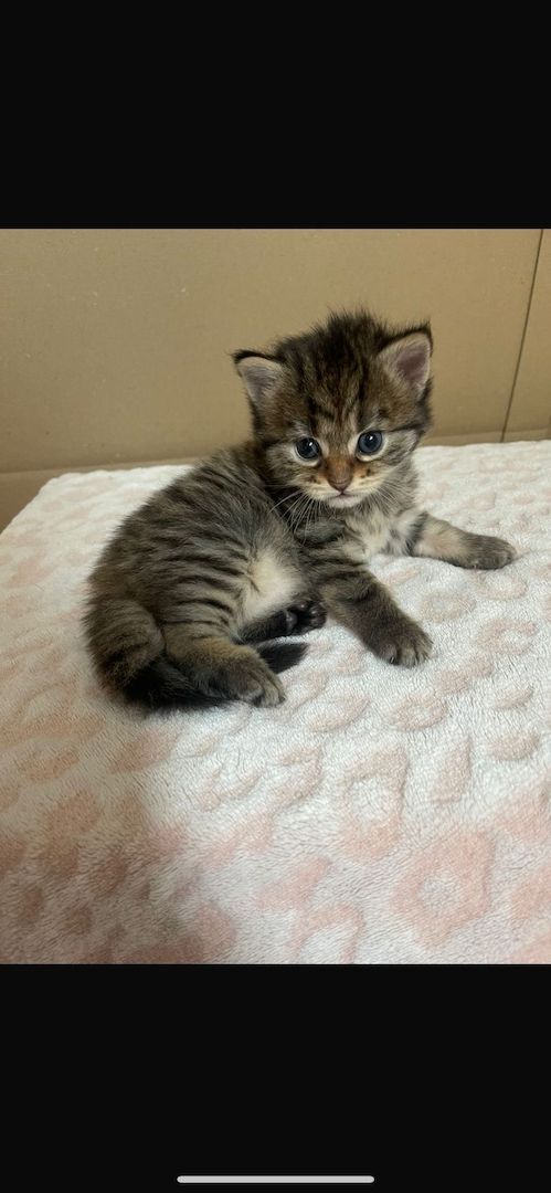Maine Coone kitten Mix