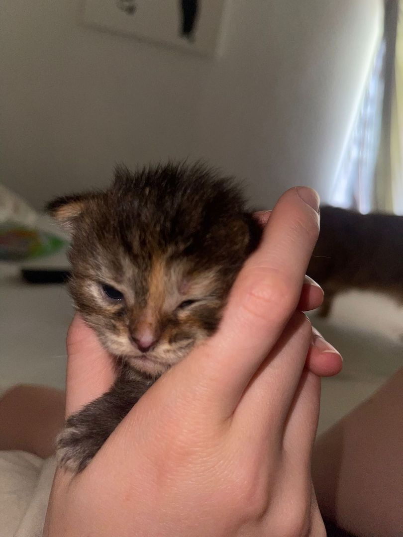 Maine Coone kitten Mix