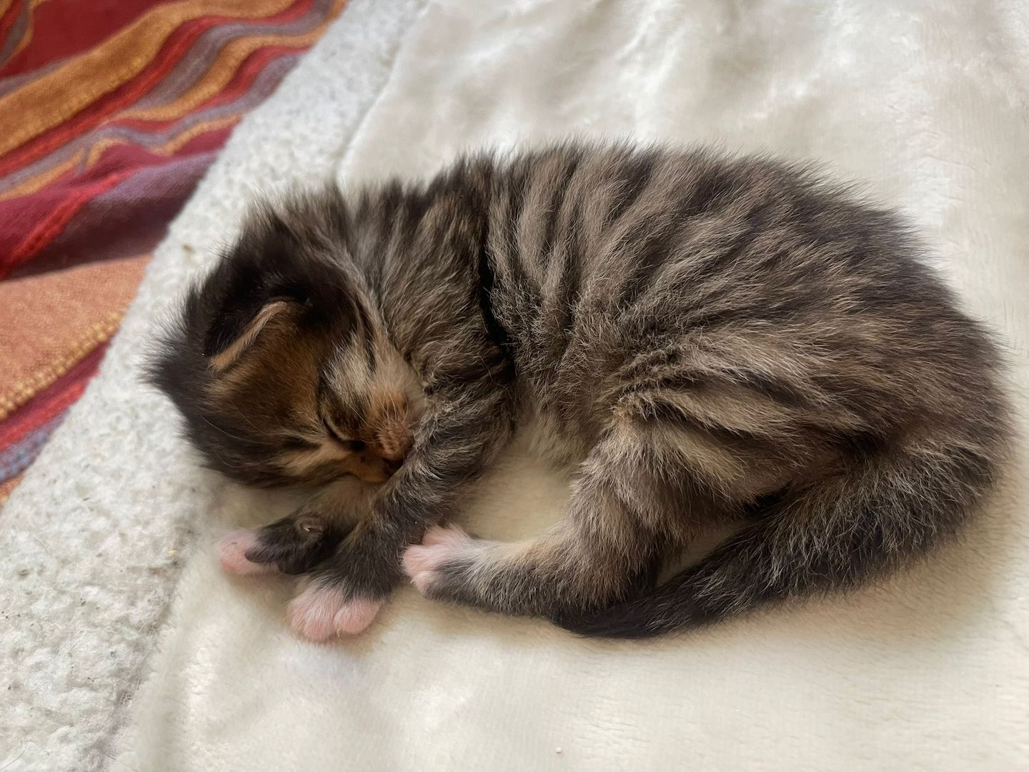 Maine Coone kitten Mix