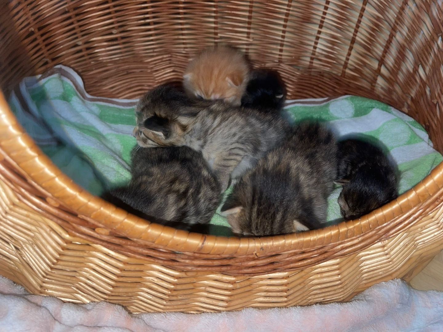 Maine Coone kitten Mix
