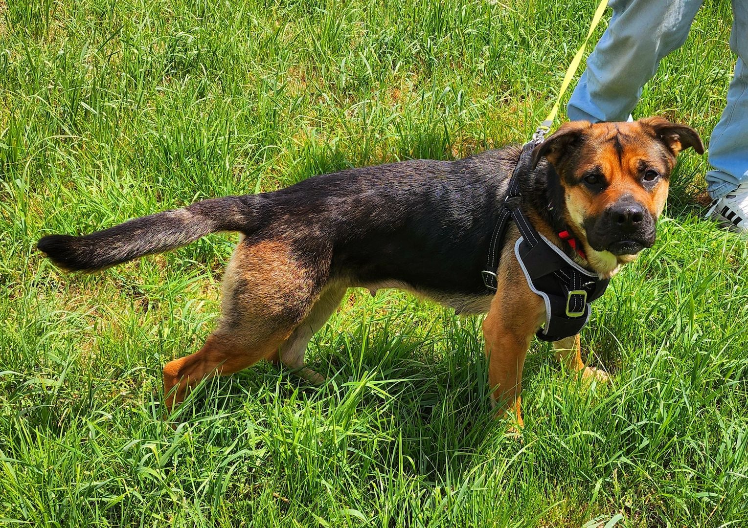 Emmy sucht eine liebe Familie