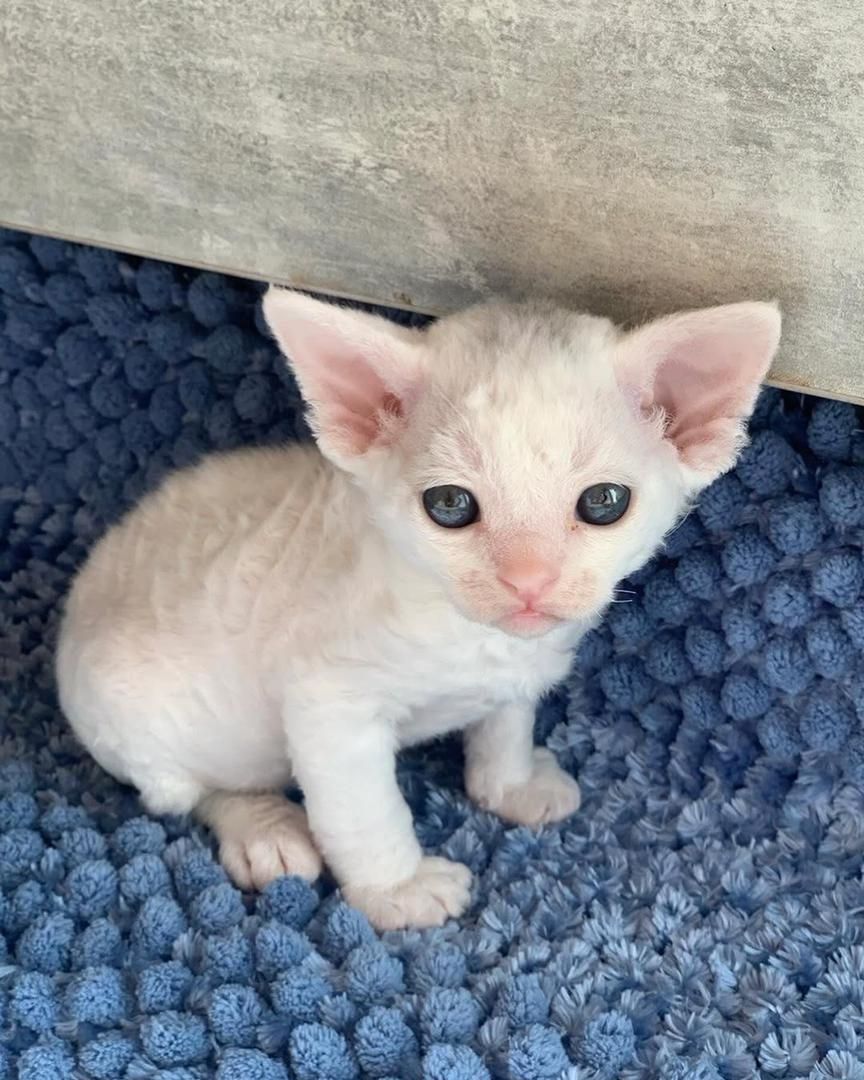 Rasse: Devon Rex Kätzchen, reinrassig ryt