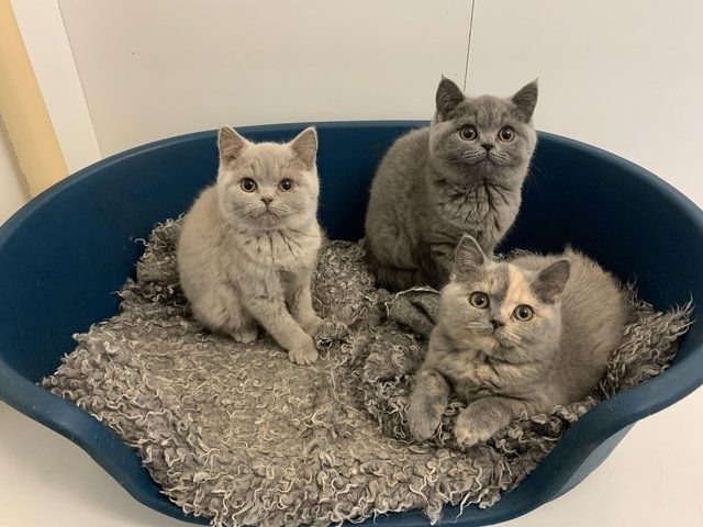 Wir haben Britisch Kurzhaar Kätzchen