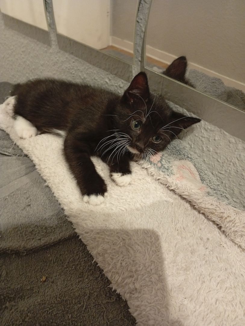 Süße BKH Mix kitte