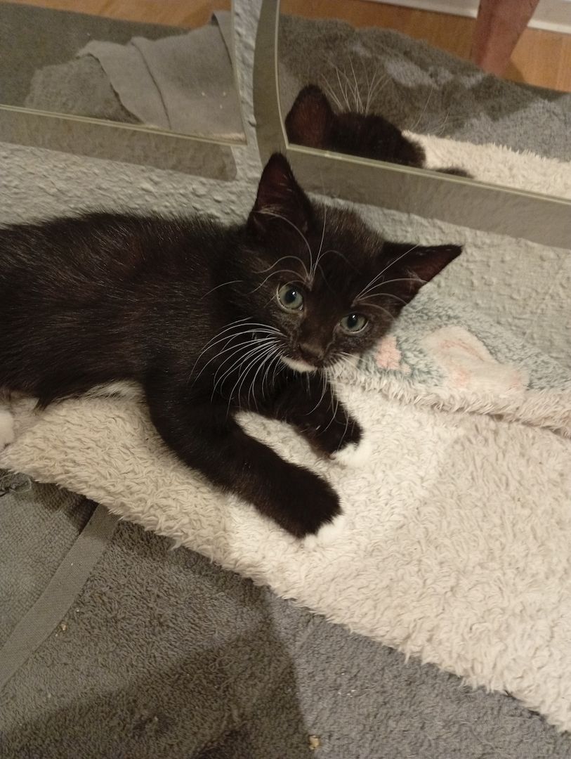 Süße BKH Mix kitte