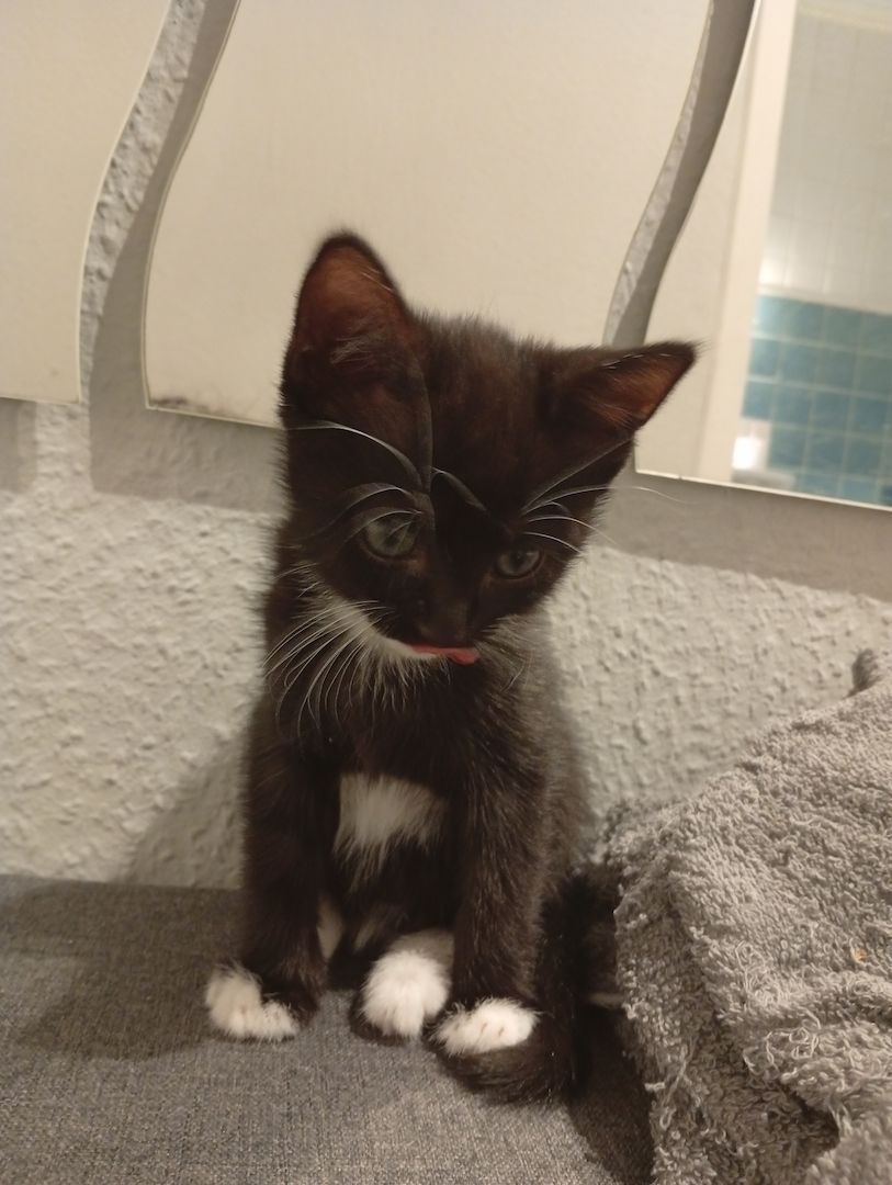 Süße BKH Mix kitte