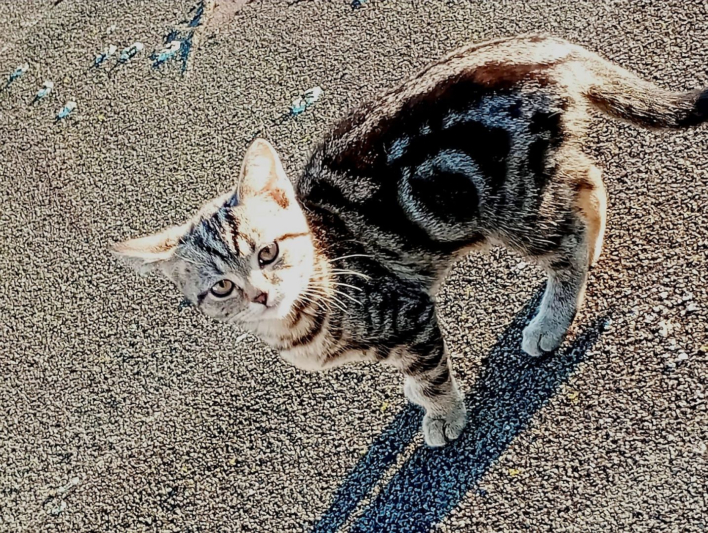 British Kurzhaar Kitten die ein liebevolles Zuhause suchen