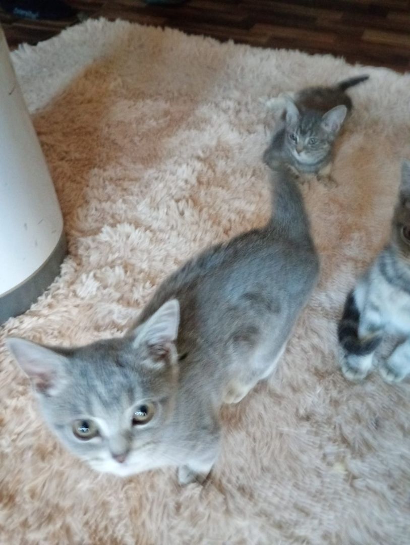 British Kurzhaar Kitten die ein liebevolles Zuhause suchen