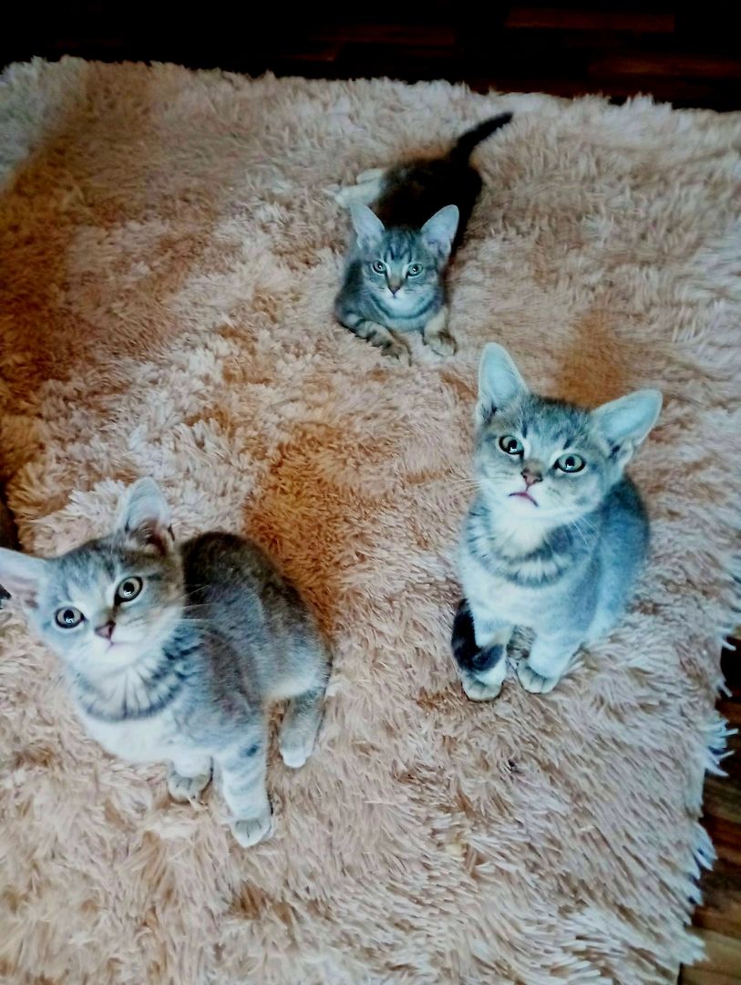 British Kurzhaar Kitten die ein liebevolles Zuhause suchen