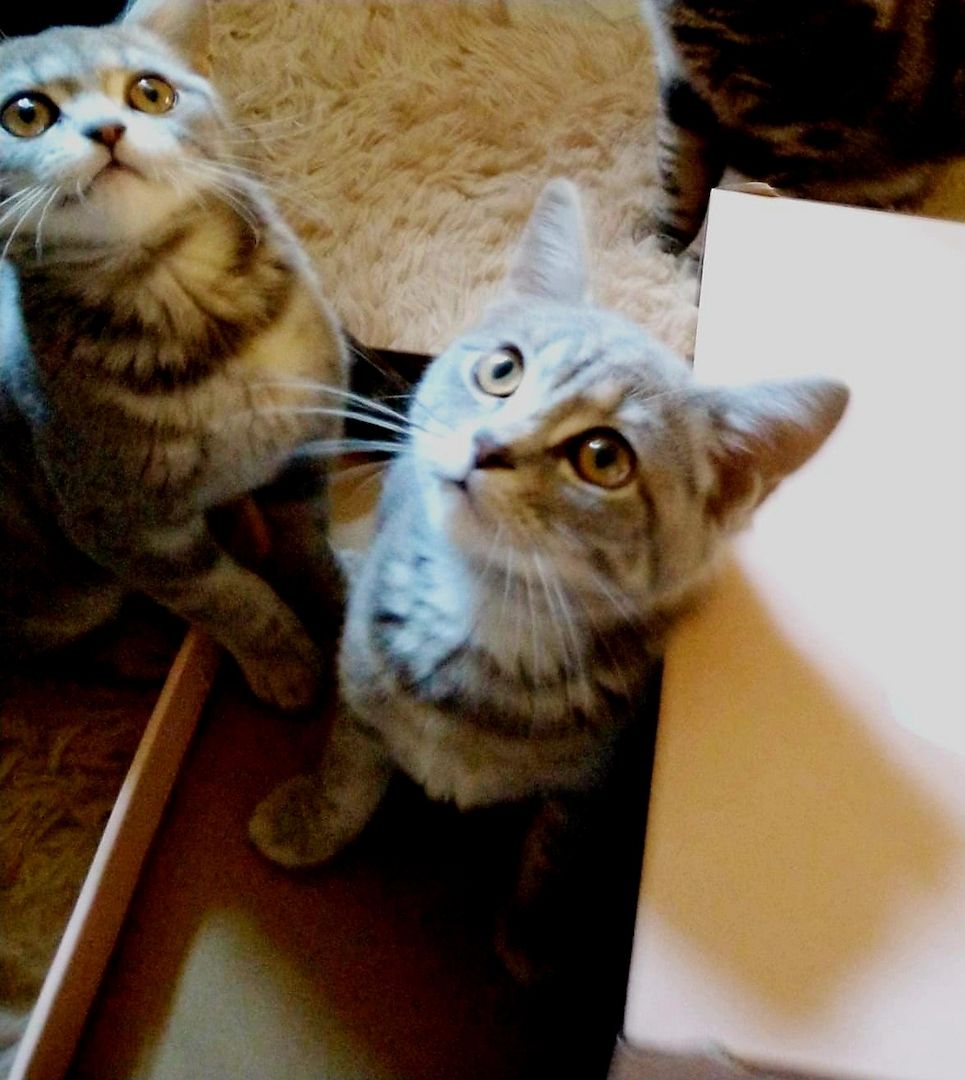 British Kurzhaar Kitten die ein liebevolles Zuhause suchen