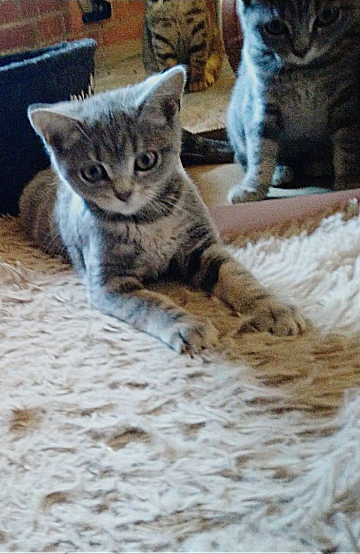 British Kurzhaar Kitten die ein liebevolles Zuhause suchen