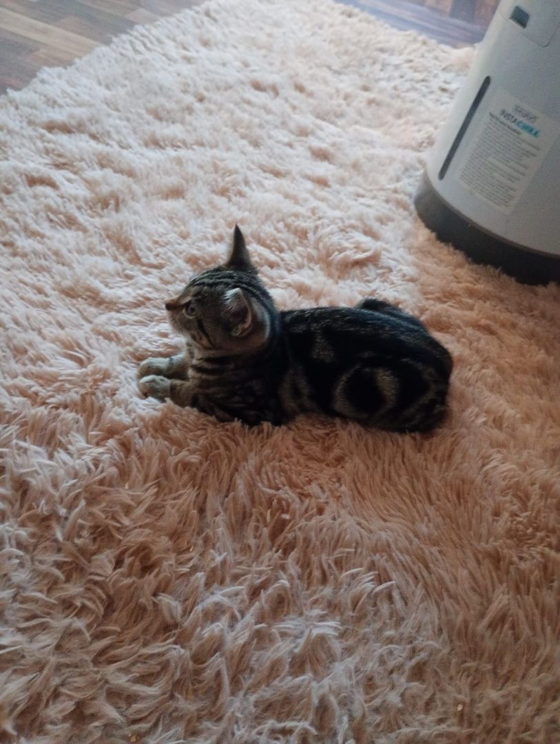 British Kurzhaar Kitten die ein liebevolles Zuhause suchen