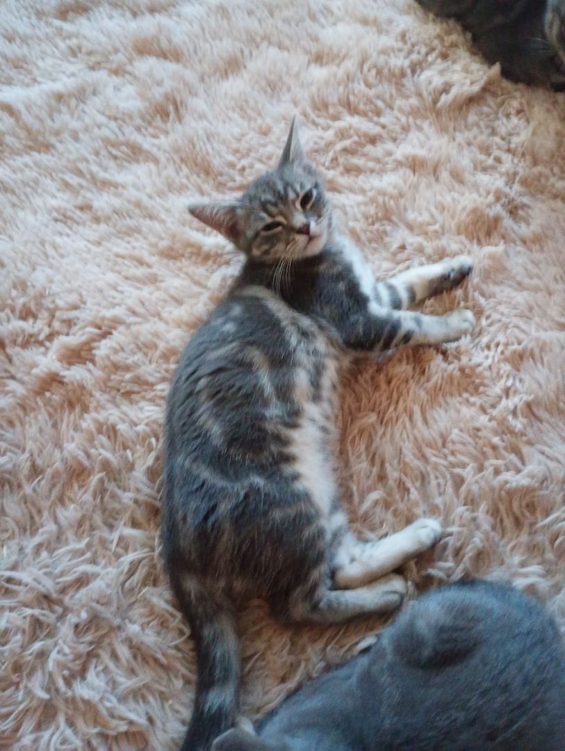 British Kurzhaar Kitten die ein liebevolles Zuhause suchen