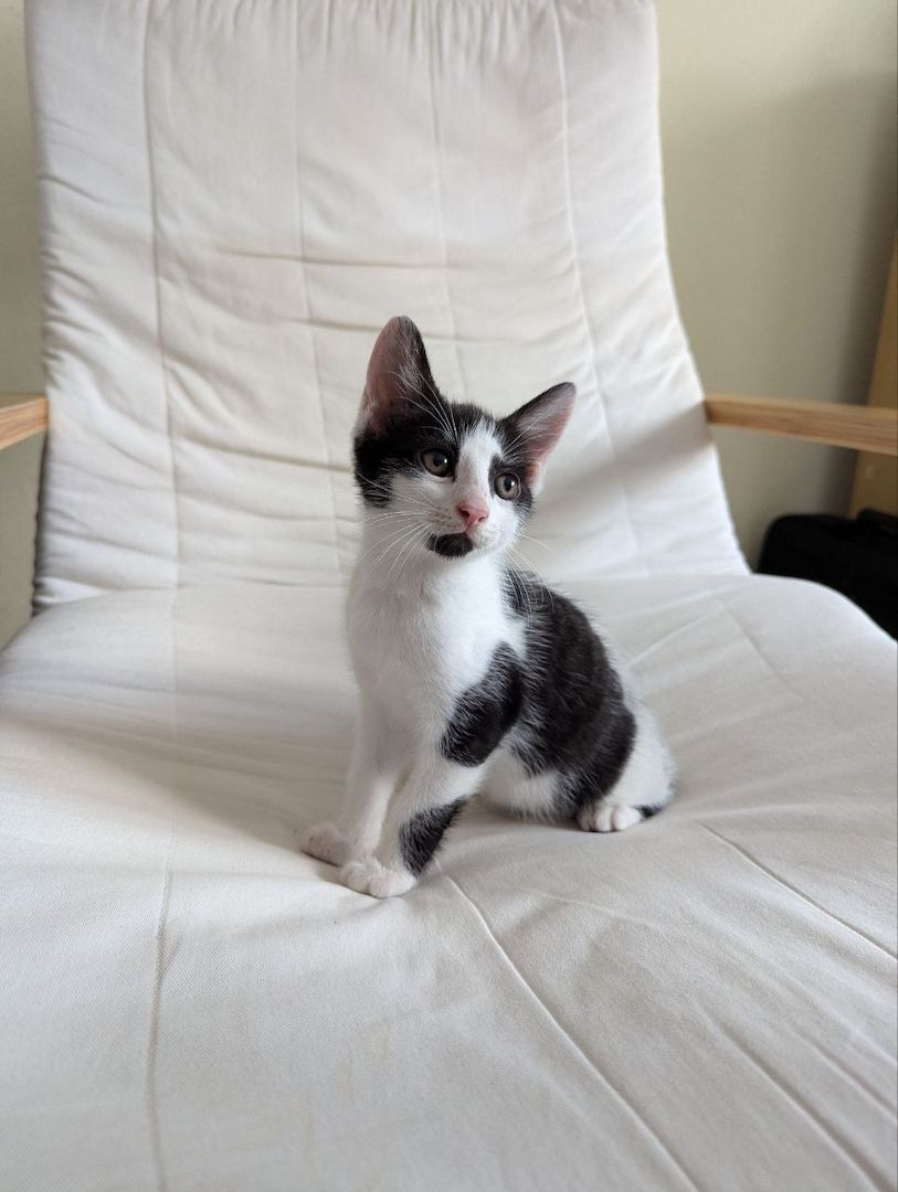Süße Katzenbabys zu verkaufen Süße Katzenbabys zu verkaufen