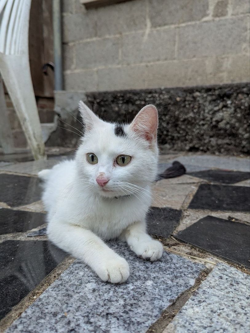 Süße Katzenbabys zu verkaufen Süße Katzenbabys zu verkaufen