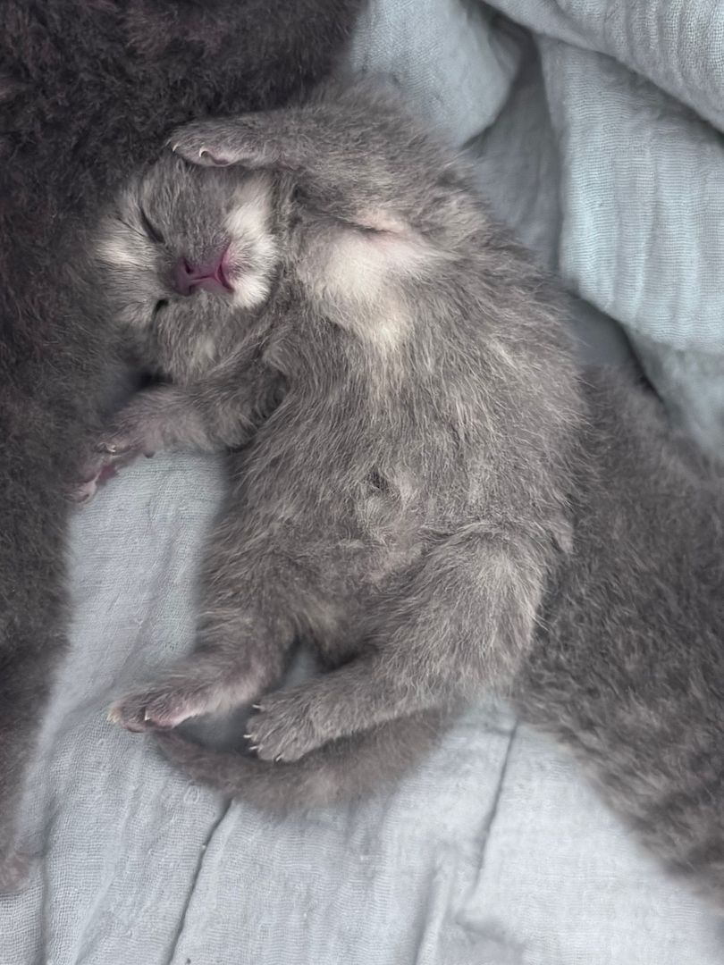 wunderschöne BKH Kitten