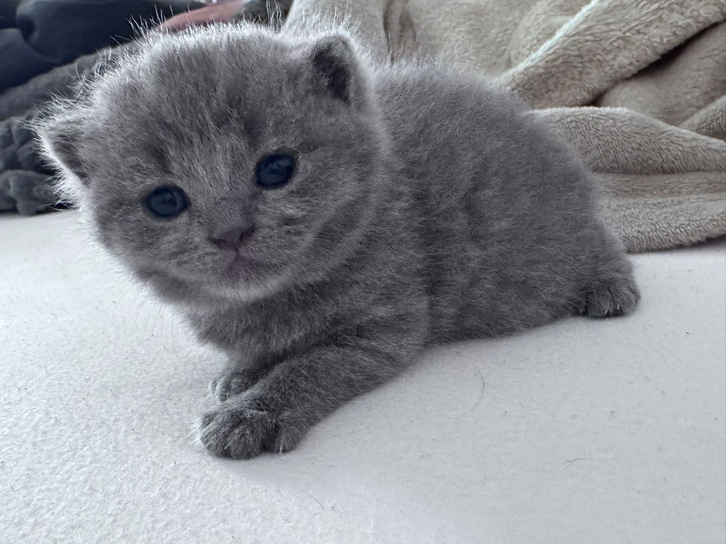 wunderschöne BKH Kitten