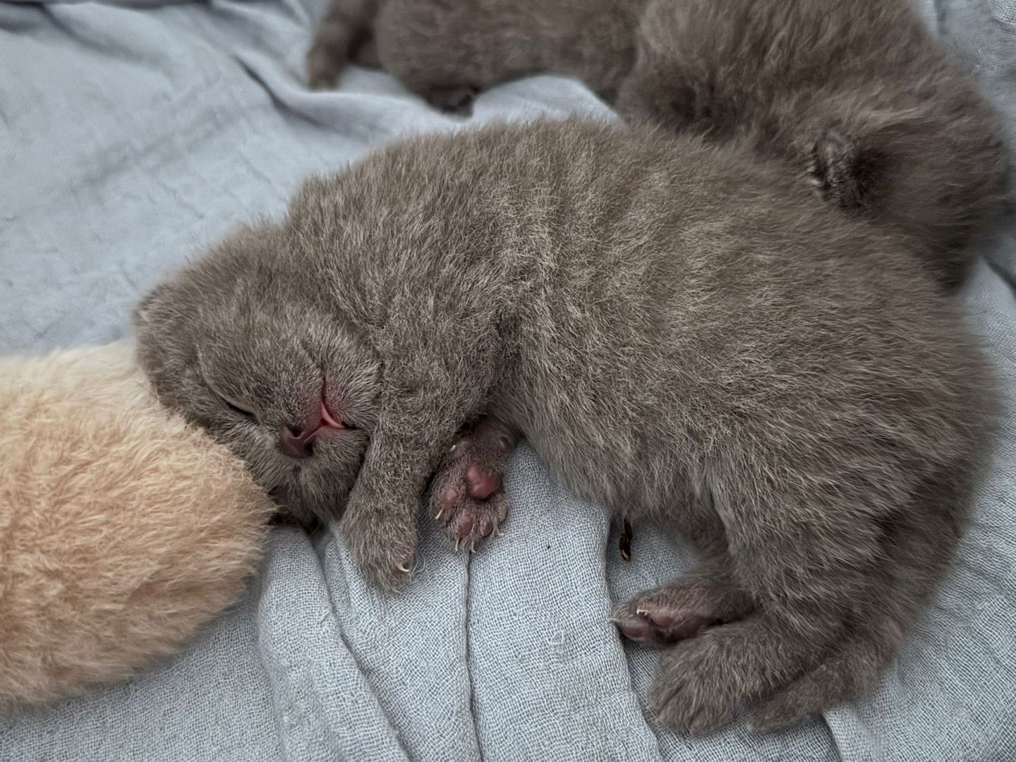 wunderschöne BKH Kitten