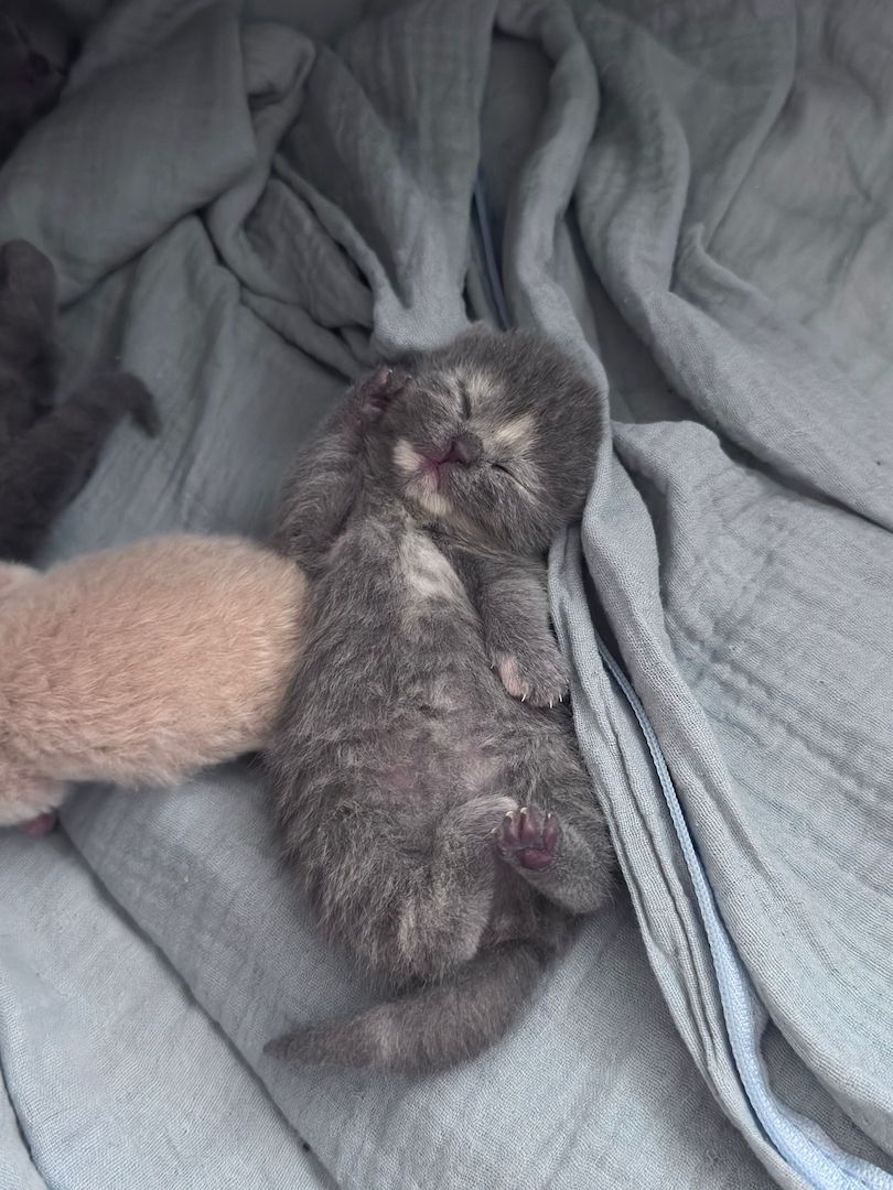 wunderschöne BKH Kitten