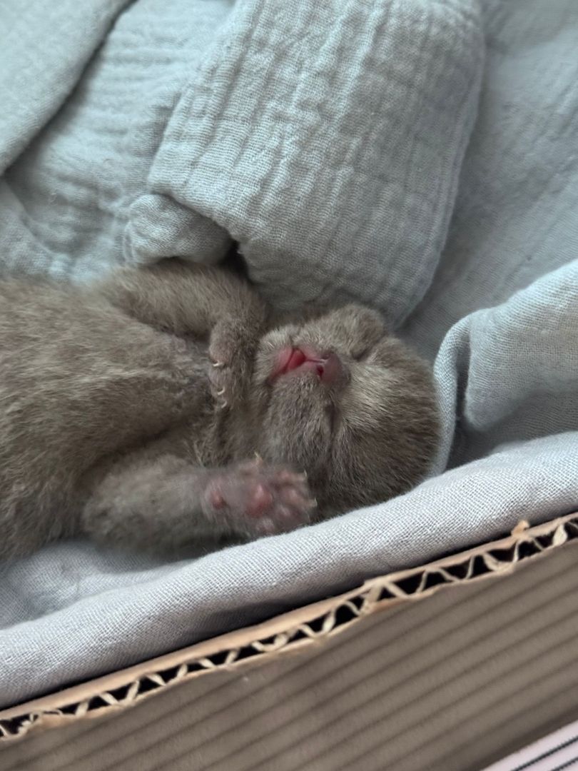 wunderschöne BKH Kitten