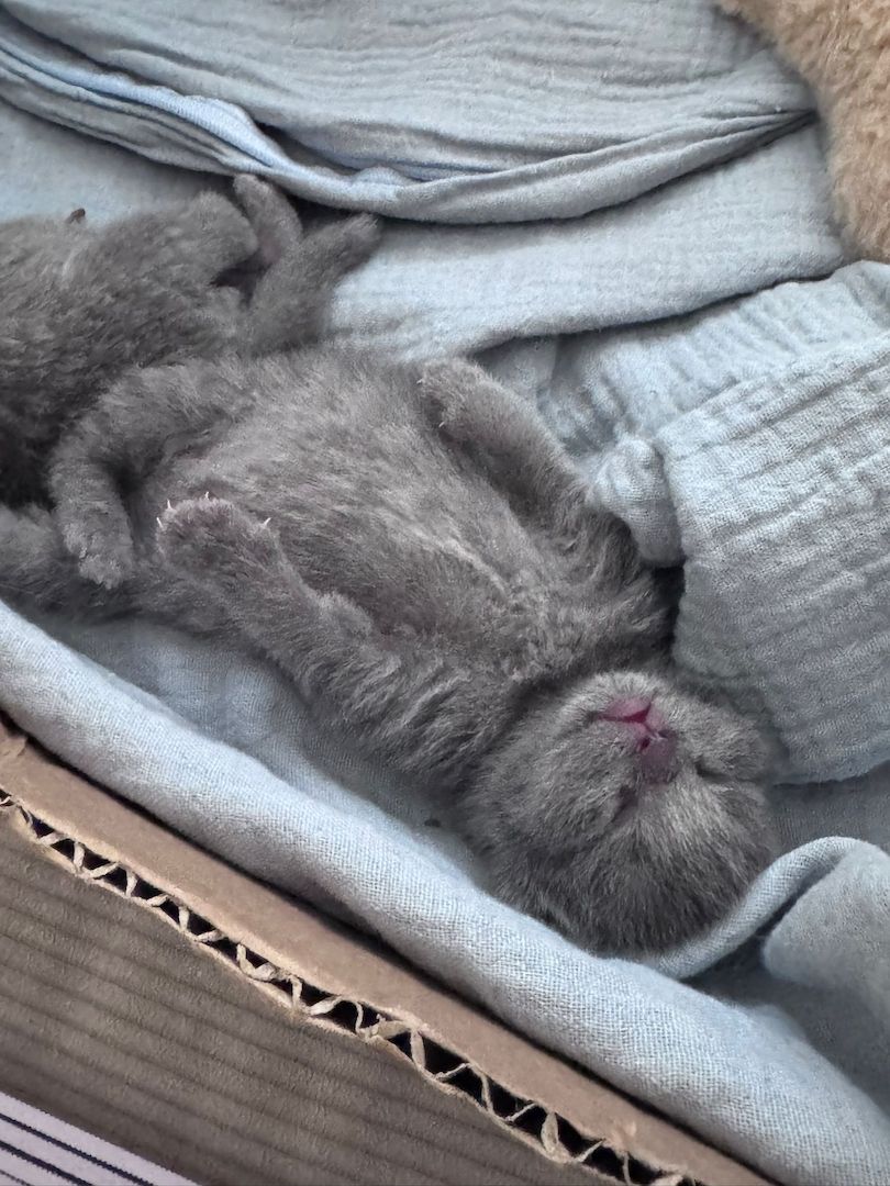 wunderschöne BKH Kitten