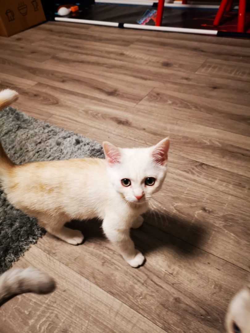 BKH Kitten