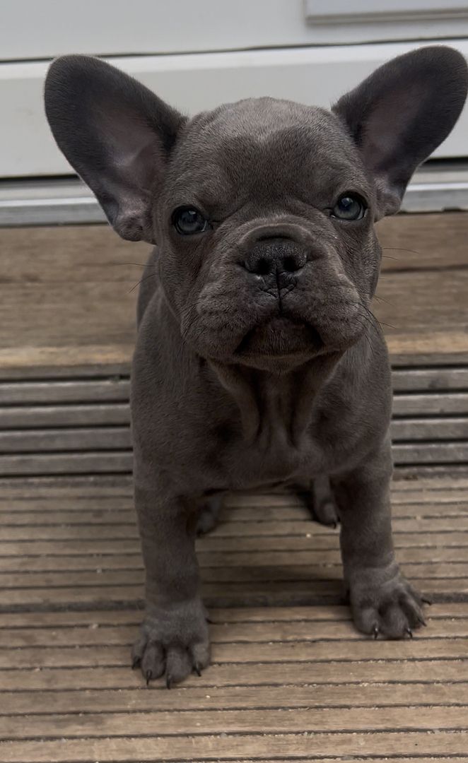 Französische Bulldogge Welpe Mädchen Blue Silver Farbe mit Ahnentafeln Französische Bulldogge Welpe Mädchen Blue Silver Farbe mit Ahnentafeln