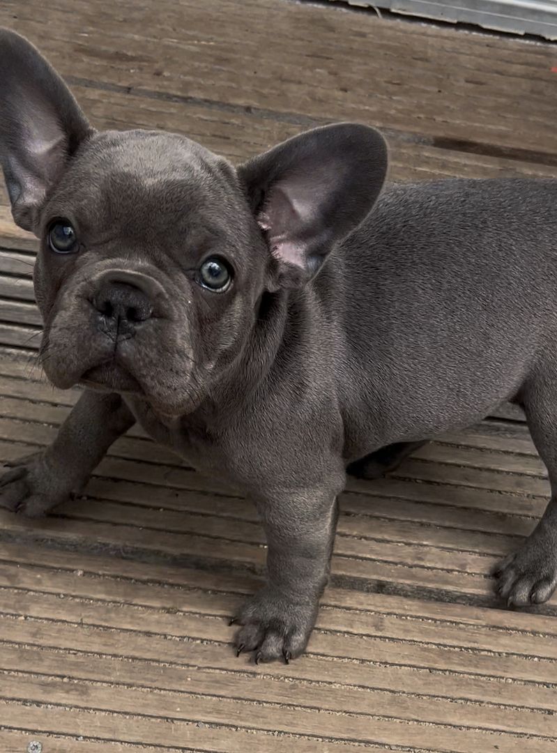 Französische Bulldogge Welpe Mädchen Blue Silver Farbe mit Ahnentafeln Französische Bulldogge Welpe Mädchen Blue Silver Farbe mit Ahnentafeln